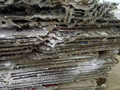 仓库白蚁防治与白蚁灭治原理泉港区防治白蚁