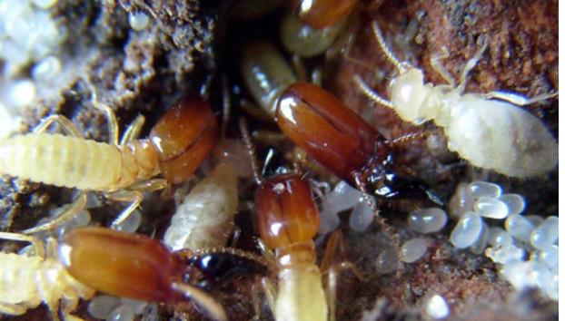 白蚁蚁后是怎么产生的呢？惠安灭白蚁防治专业解答